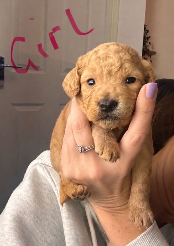 Golden doodles - Image 3 of 6