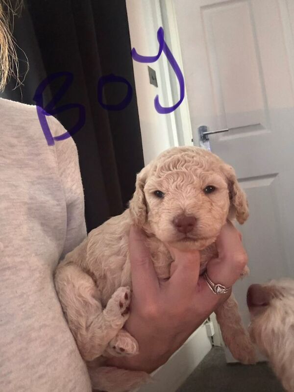 Golden doodles - Image 4 of 6