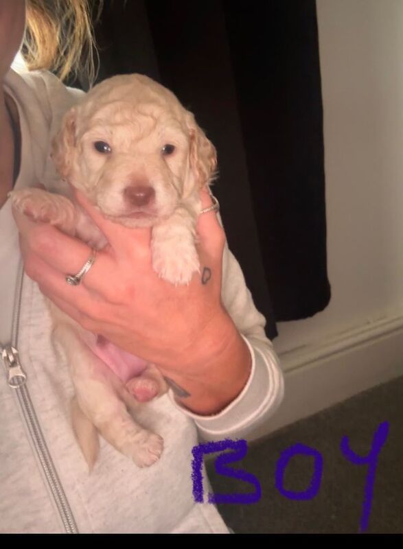 Golden doodles - Image 5 of 6