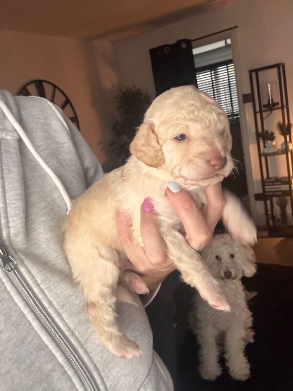 Golden doodles - Image 6 of 6