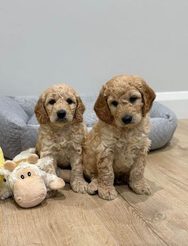 Golden doodles