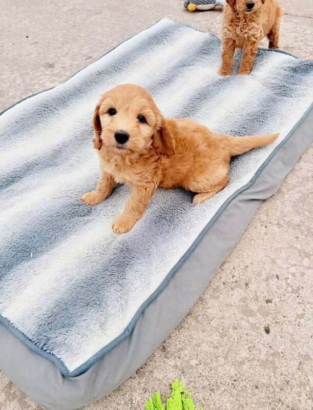 Golden doodles - Image 2 of 6
