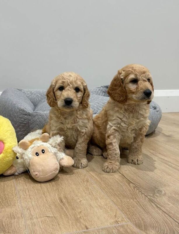 Golden doodles - Image 3 of 6