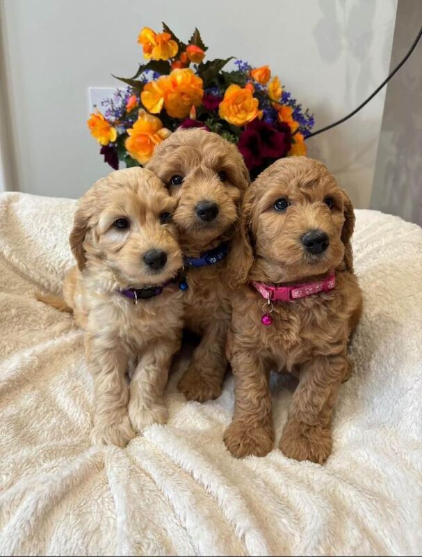 Golden doodles - Image 6 of 6