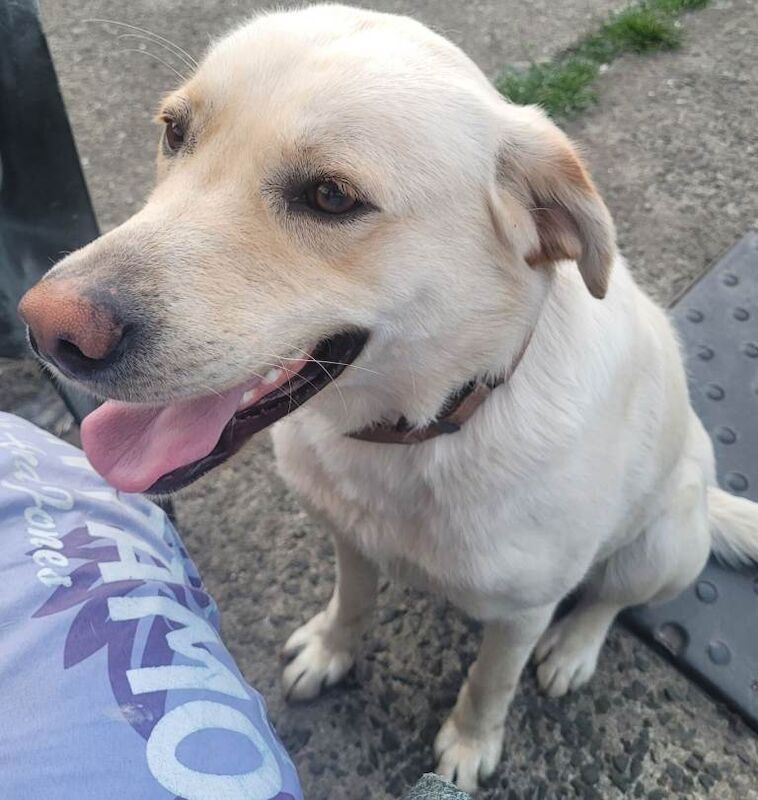 Golden Retriever Puppies For Sale