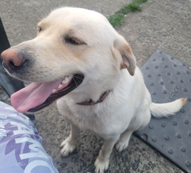 Labrador