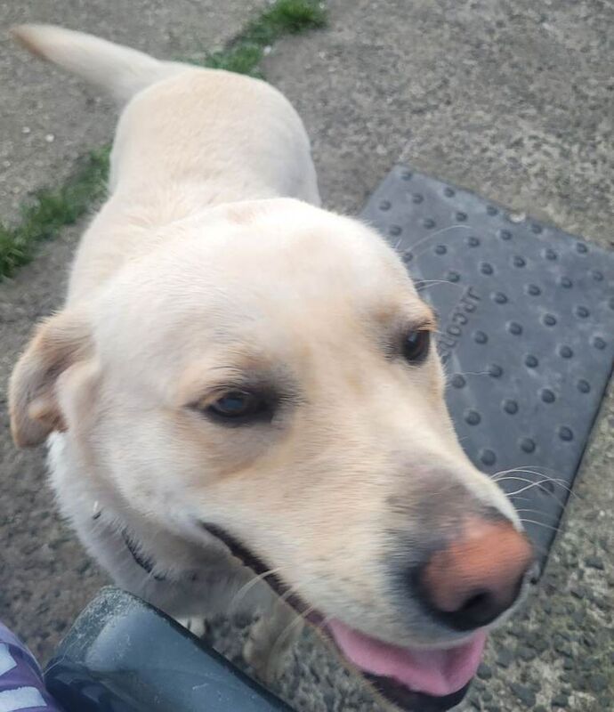 Golden labrador - Image 3 of 3