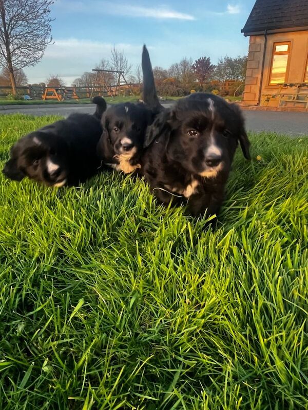 Golden Mountain pups