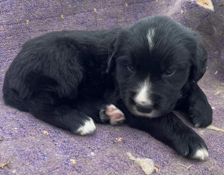 Golden Mountain pups - Image 2 of 3