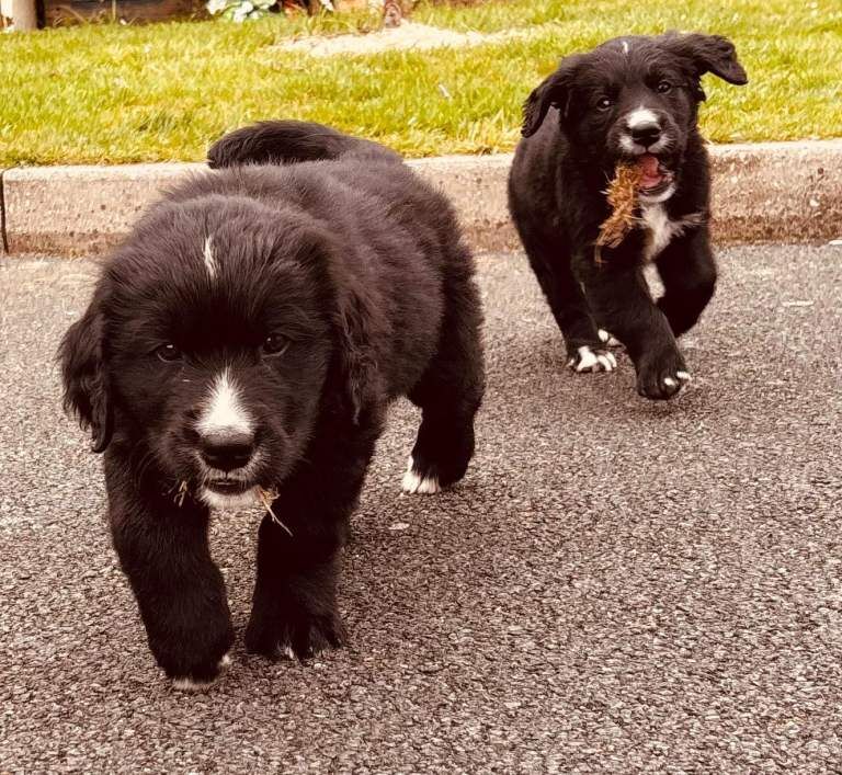 Golden Mountain pups - Image 3 of 3