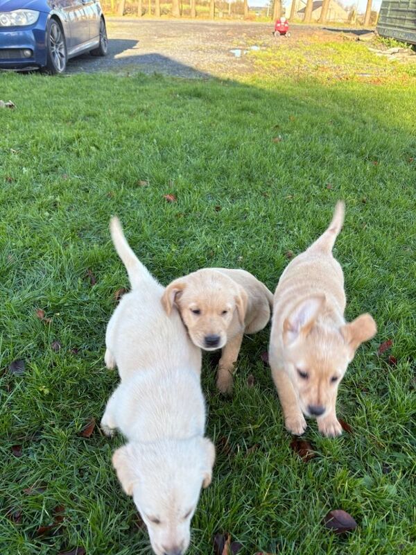 Golden Retriever puppies for sale in Armagh, County Armagh – 8 weeks old