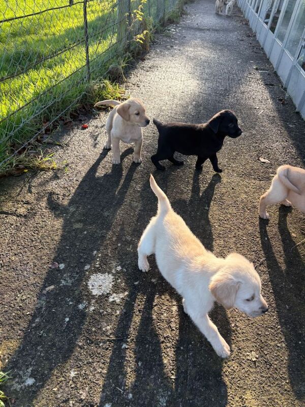 Golden Retriever puppies for sale in Armagh, County Armagh – 3 months old - Image 2 of 4