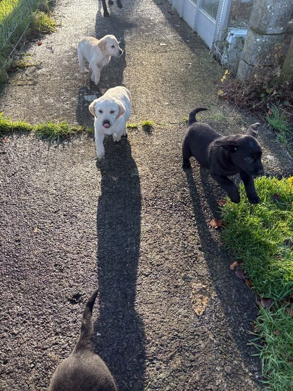 Golden Retriever puppies for sale in Armagh, County Armagh – 3 months old - Image 3 of 4