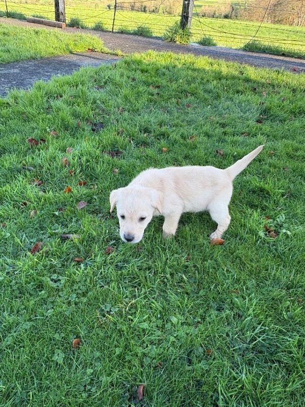 Golden Retriever puppies for sale in Armagh, County Armagh – 3 months old - Image 4 of 4