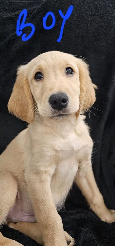 Golden Retriever puppies for sale in Seaham, Durham – 10 weeks old