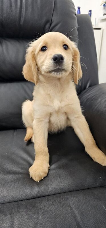 Golden Retriever puppies for sale in Seaham, Durham – 10 weeks old - Image 2 of 4