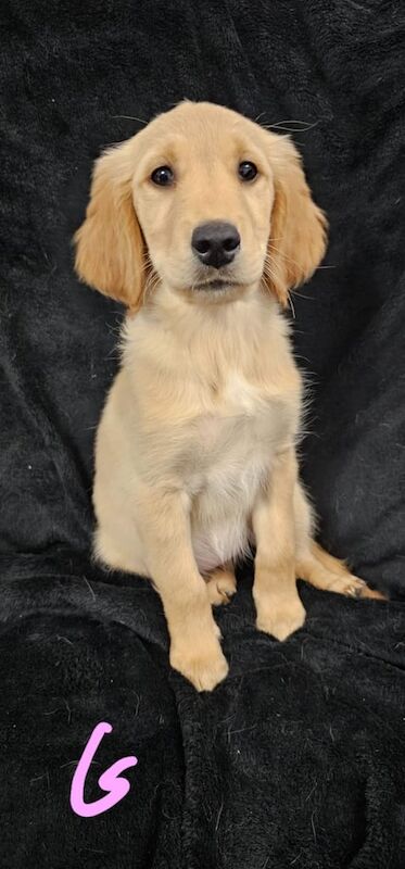 Golden Retriever puppies for sale in Seaham, Durham – 10 weeks old - Image 3 of 4