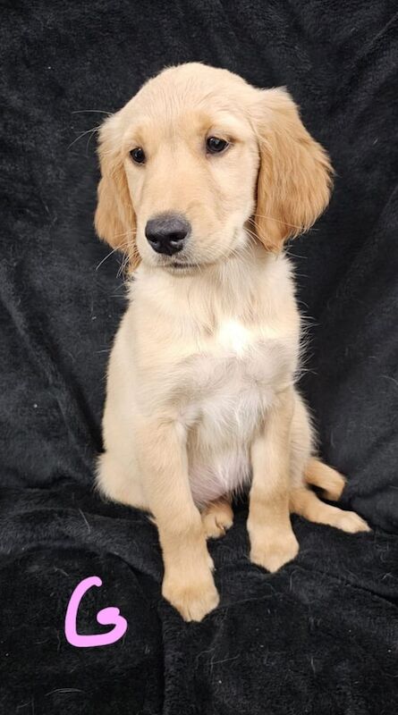 Golden Retriever puppies for sale in Seaham, Durham – 10 weeks old - Image 4 of 4