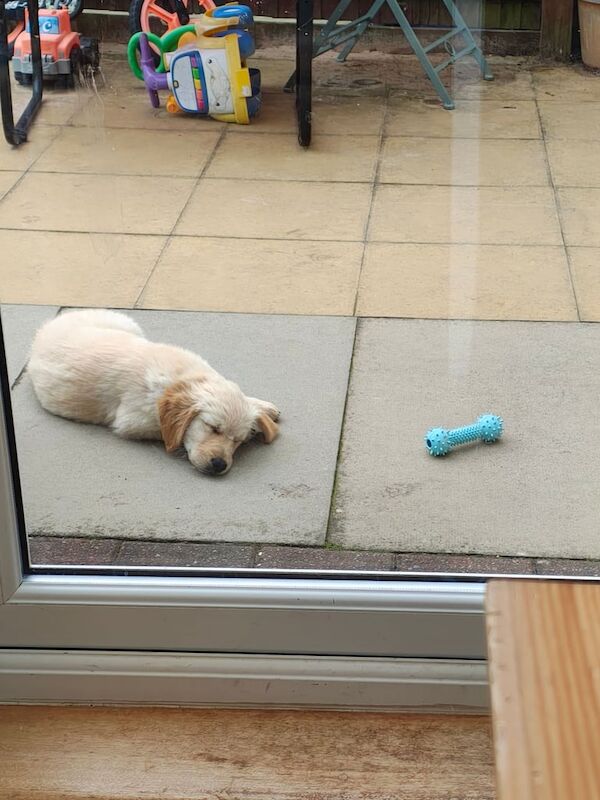 Golden Retriever 10 Week Female puppy for sale in Prestonpans, East Lothian