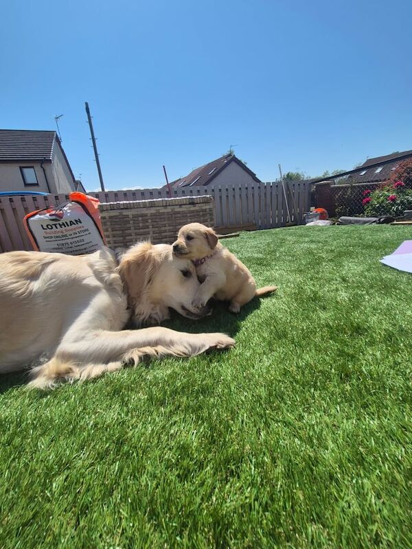 Golden Retriever 10 Week Female puppy for sale in Prestonpans, East Lothian | Image 2