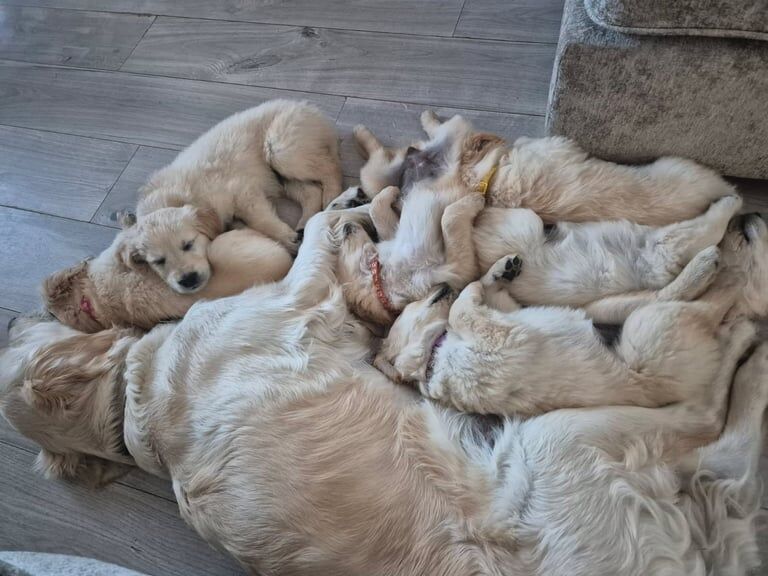 Golden Retriever 10 Week Female puppy for sale in Prestonpans, East Lothian | Image 3