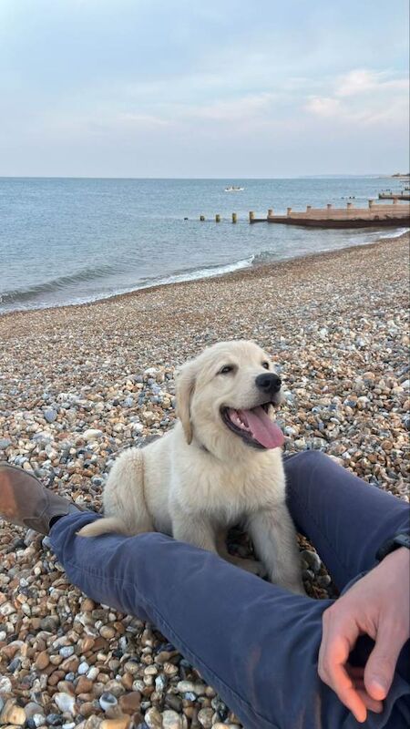 Golden Retriever 4 month pup