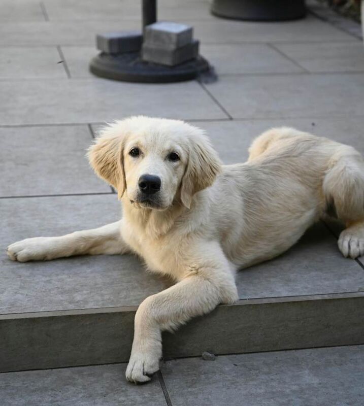 Golden Retriever 4 month pup - Image 2 of 5