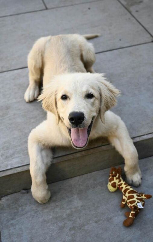 Golden Retriever 4 month pup - Image 3 of 5