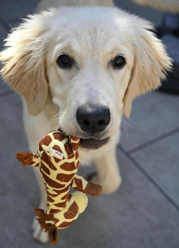 Golden Retriever 4 month pup - Image 4 of 5