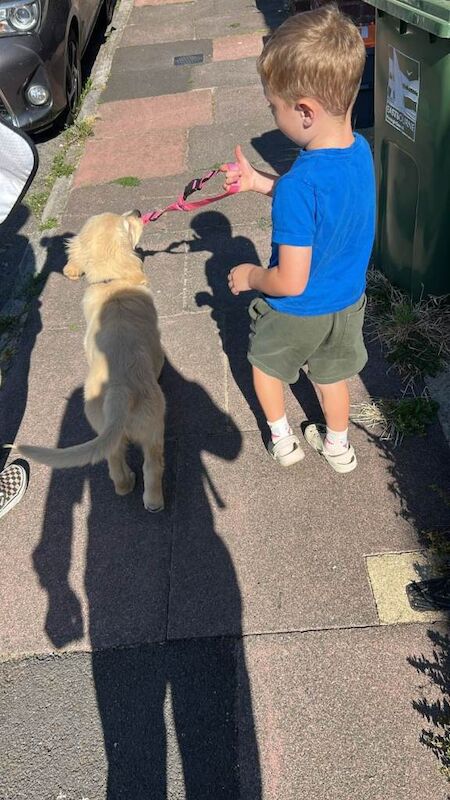 Golden Retriever 4 month pup - Image 5 of 5