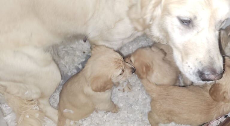 Golden Retriever puppies for sale in Hartlepool, Durham – 6 months old - Image 1 of 3