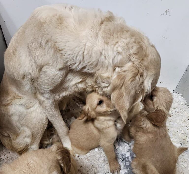 Golden Retriever puppies for sale in Hartlepool, Durham – 6 months old - Image 2 of 3