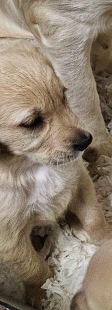 Golden Retriever puppies for sale in Hartlepool, Durham – 6 months old - Image 3 of 3