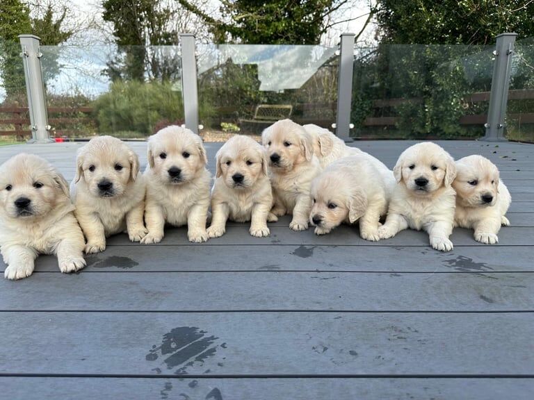 Golden Retriever puppies for sale in Armagh, County Armagh – KC registered, 11 months old - Image 1 of 3