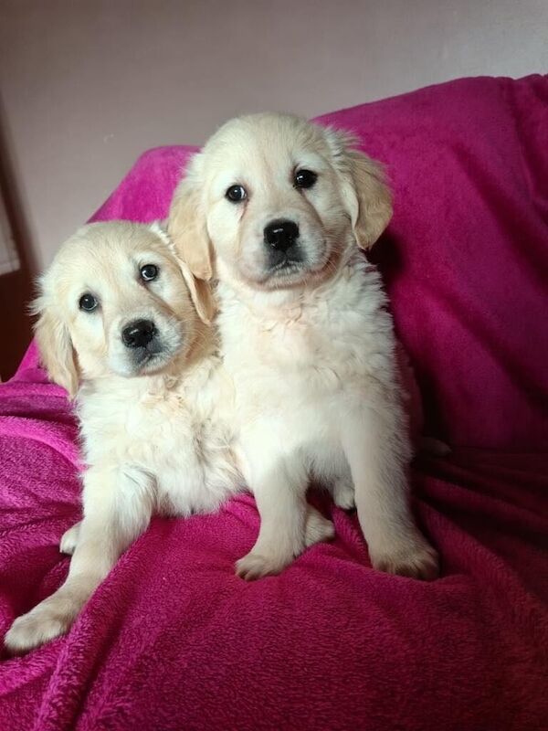 Golden Retriever puppies for sale in Omagh, County Tyrone – 1 year old - Image 2 of 3