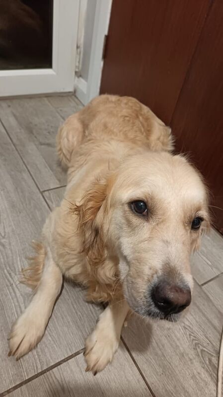 Golden Retriever puppies for sale in Omagh, County Tyrone – 1 year old - Image 3 of 3