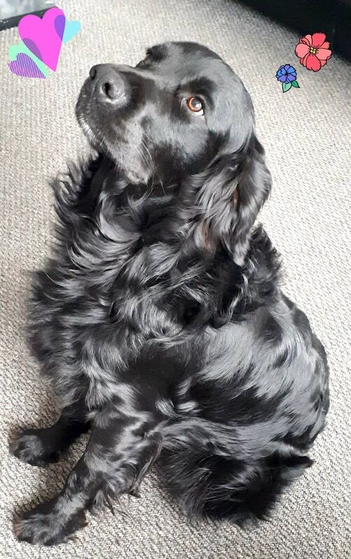 Golden retriever for sale in Stanley, Durham - Image 2