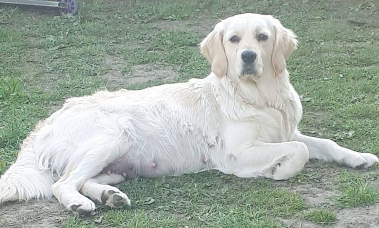 Golden retriever for sale in Stanley, Durham | Image 3