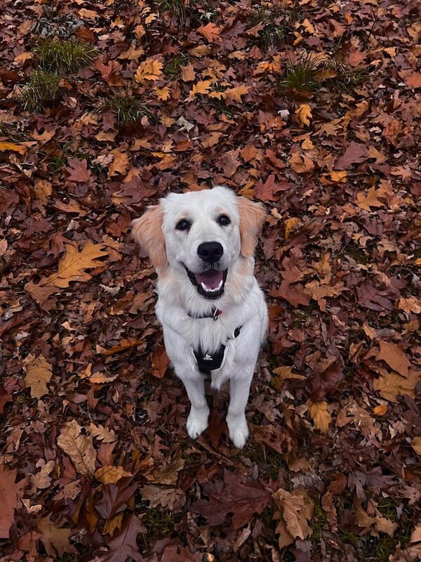 Golden retriever for sale in Merthyr Tydfil / Merthyr Tudful, Mid Glamorgan
