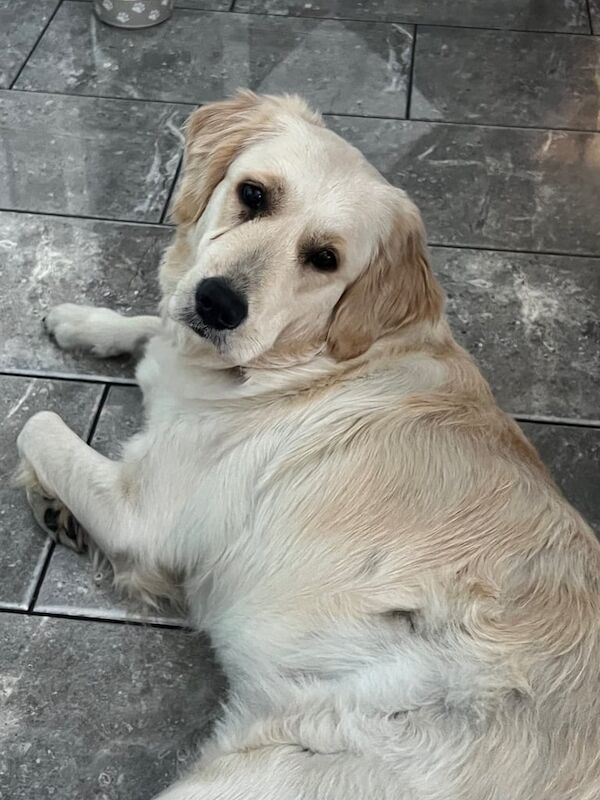 Golden retriever for sale in Merthyr Tydfil / Merthyr Tudful, Mid Glamorgan | Image 2