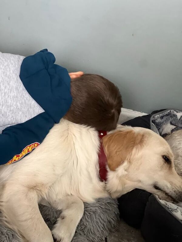 Golden retriever for sale in Merthyr Tydfil / Merthyr Tudful, Mid Glamorgan - Image 3
