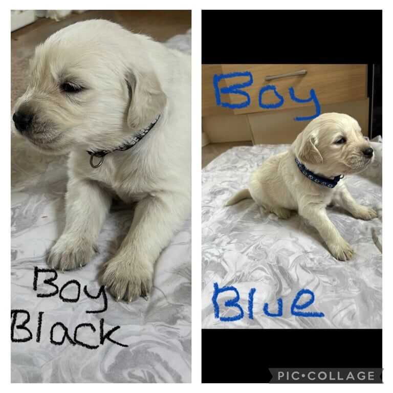 Golden Retriever puppies for sale in Romsey, Hampshire – KC registered, 4 weeks old