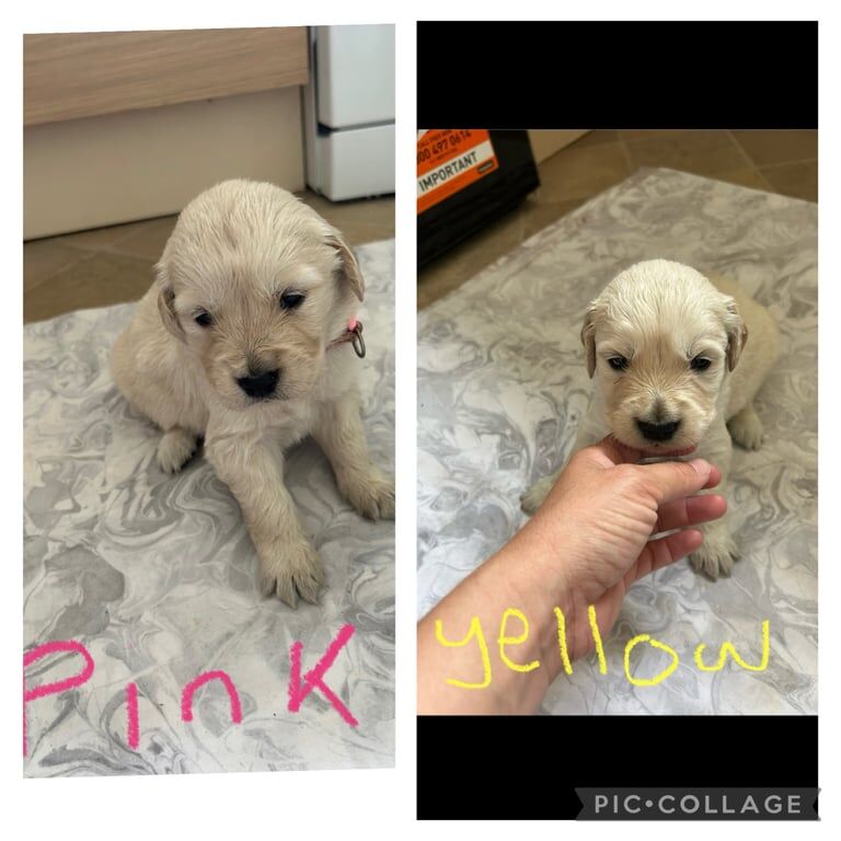 Golden Retriever puppies for sale in Romsey, Hampshire – KC registered, 5 weeks old - Image 2 of 3