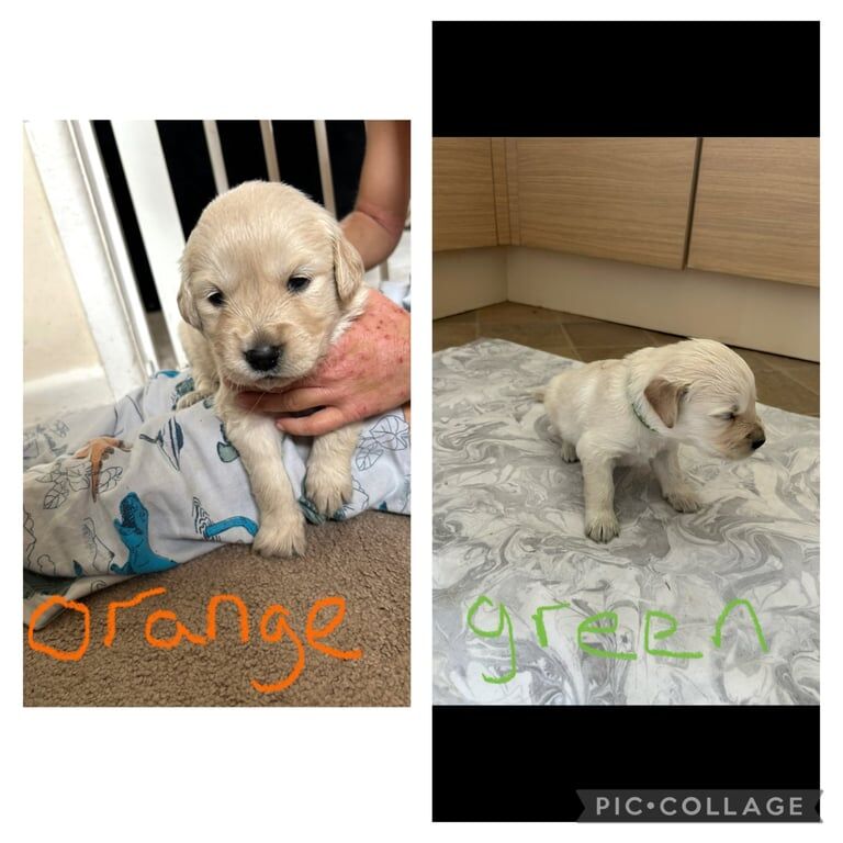 Golden Retriever puppies for sale in Romsey, Hampshire – KC registered, 5 weeks old - Image 3 of 3