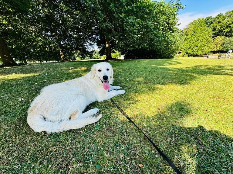 Golden Retriever puppies for sale in Northampton, Northamptonshire – 6 months old