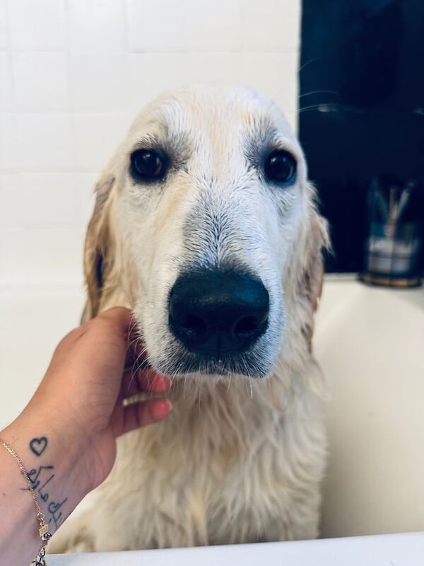 Golden Retriever puppies for sale in Northampton, Northamptonshire – 6 months old - Image 2 of 3
