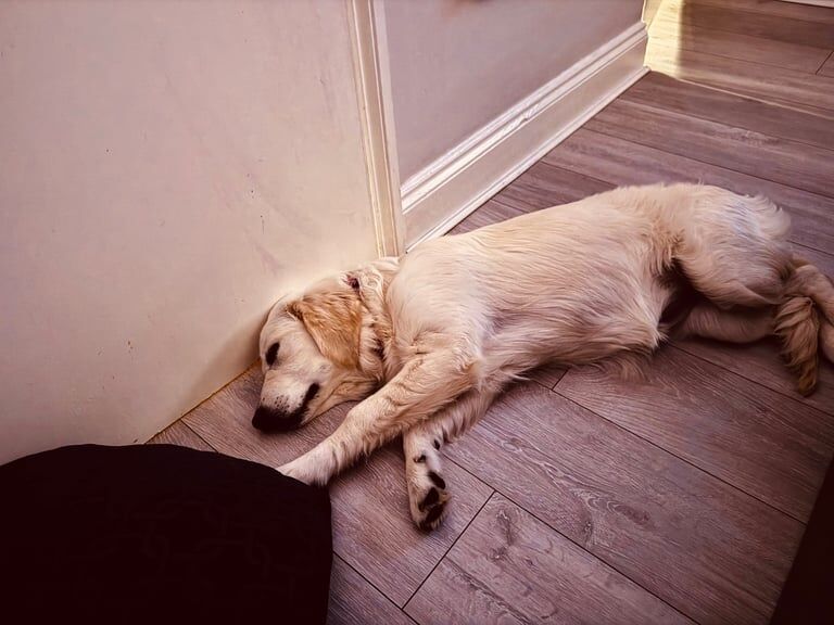 Golden Retriever puppies for sale in Northampton, Northamptonshire – 6 months old - Image 3 of 3