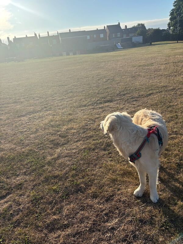 Golden Retriever Puppies For Sale