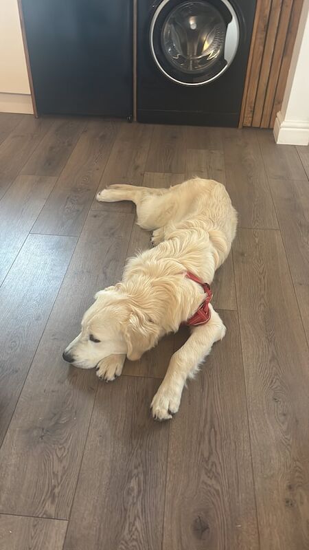 Golden Retriever puppies for sale in Oxford, Oxfordshire – 10 months old - Image 2 of 3