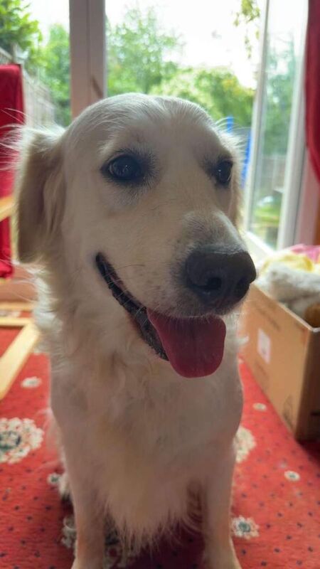 Golden Retriever puppies for sale in Leicester, Leicestershire – 2 years old